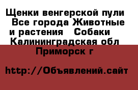 Щенки венгерской пули - Все города Животные и растения » Собаки   . Калининградская обл.,Приморск г.